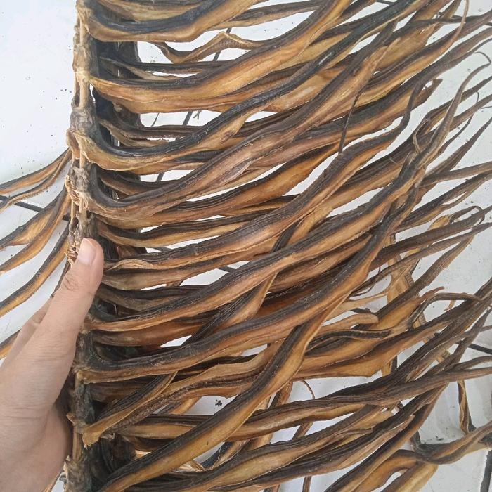 

New belut jemur kering ukuran besar tawar Ready