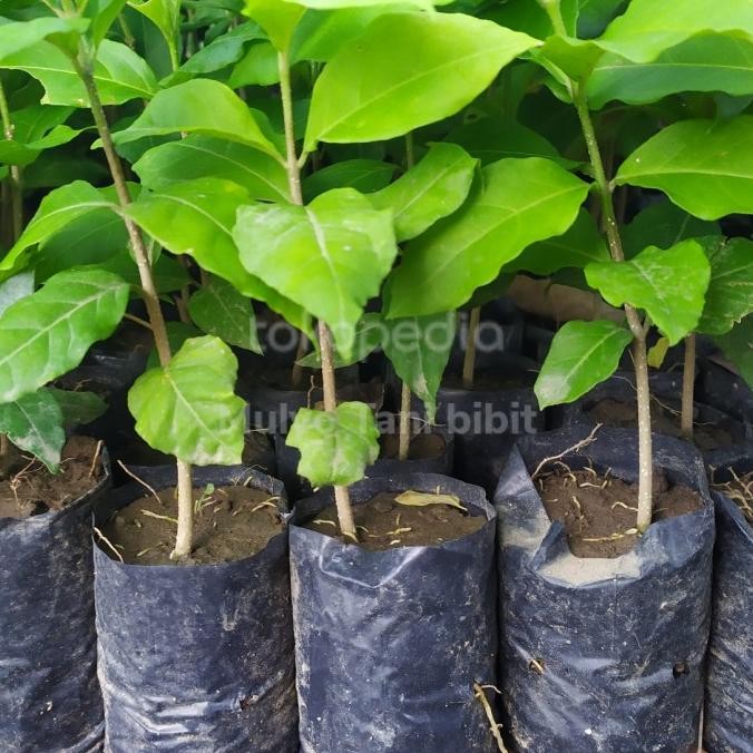 PREMIUM Bibit tanaman pohon buah kacang amon almond - almound unggul