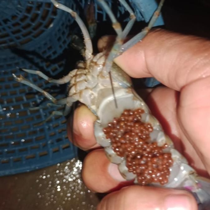 

Lobster indukan walkmin redclaw biru