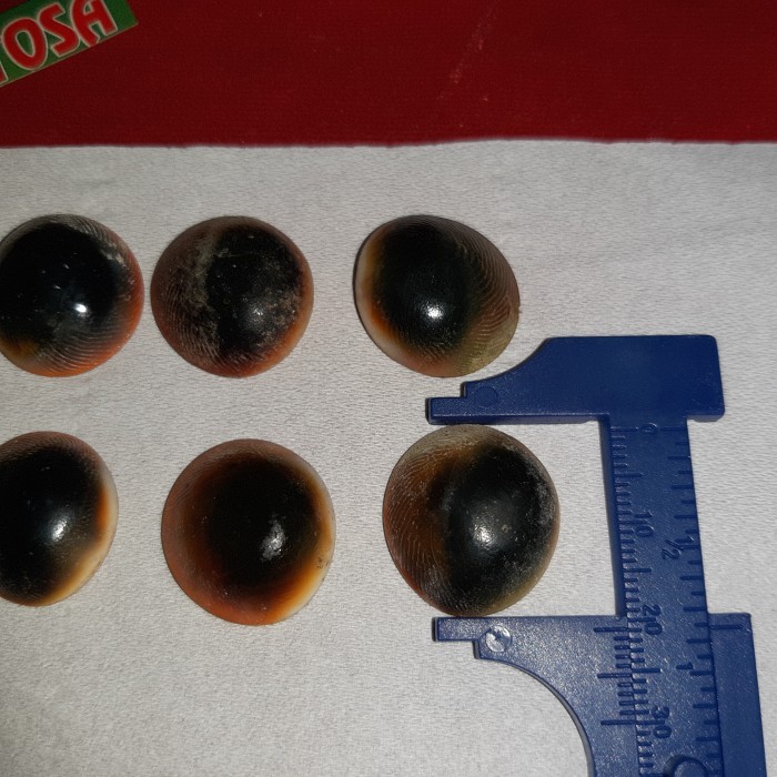 ASLI SEPAKET 10PCS KEONG BUNTET ASLI ALAM KODE 232