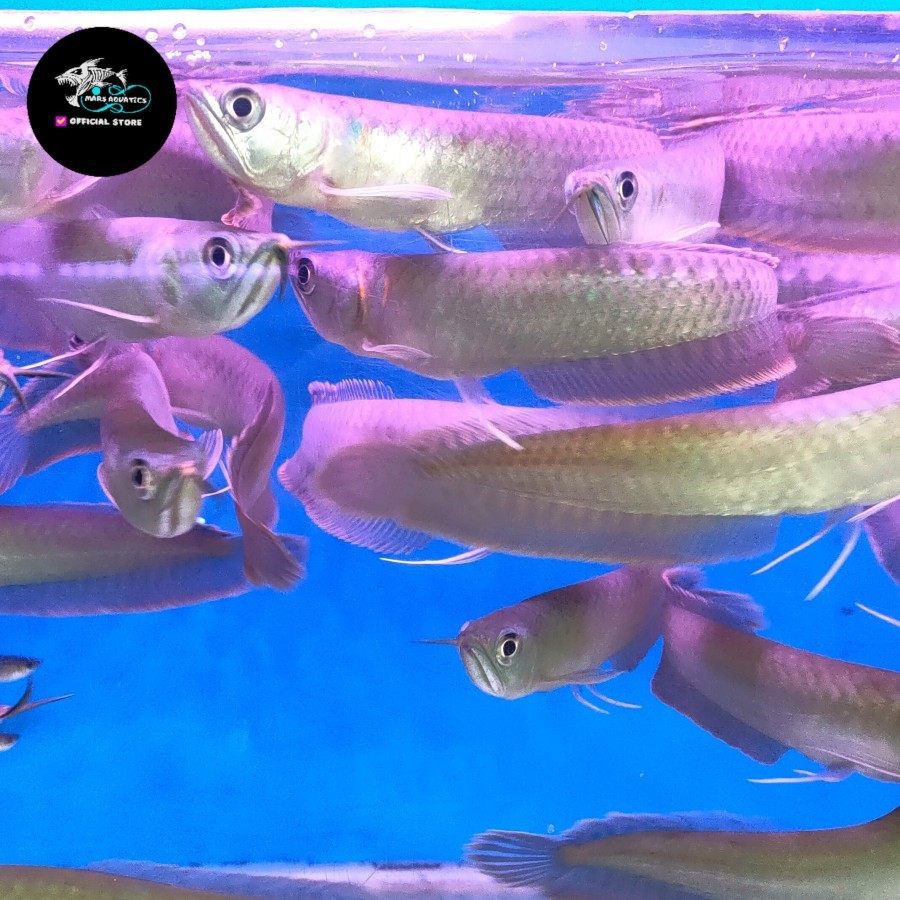 IKAN HIAS ARWANA AROWANA SILVER RED BRAZIL