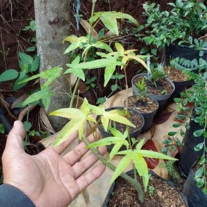 CO Pohon Green Maple/ Pohon Maple Hijau