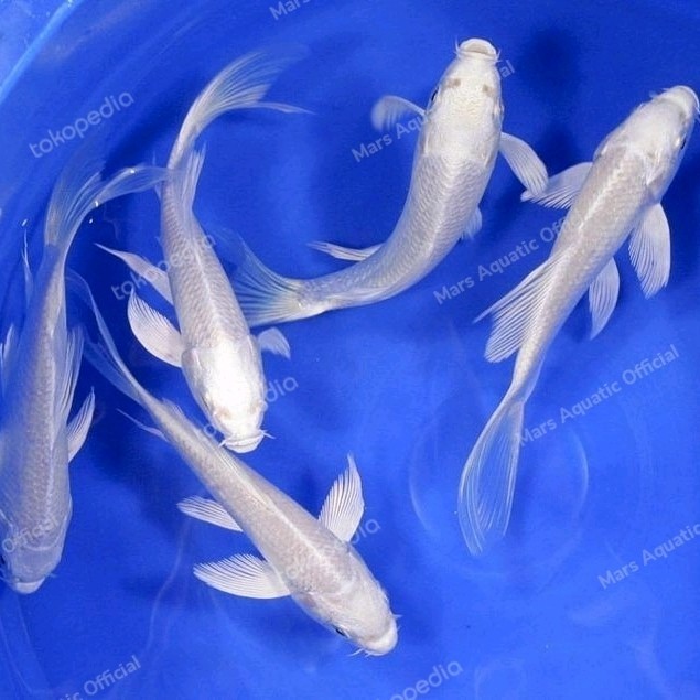IKAN HIAS IKAN KOI KUMPAY SLAYER PLATINUM