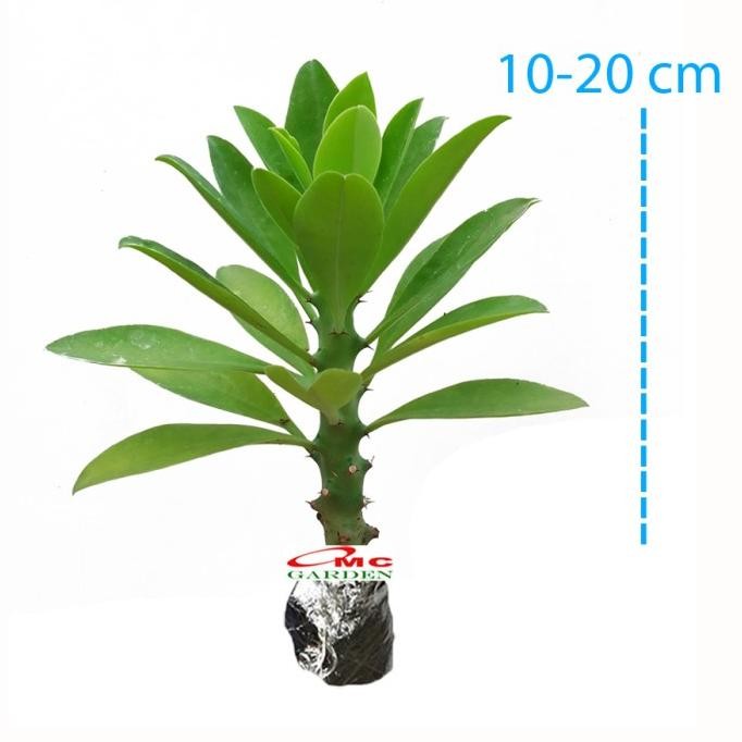 Bibit Pohon Euphorbia Neriifolia Kaktus Sukulen Tanaman Sudu Sudu 1020 Ori