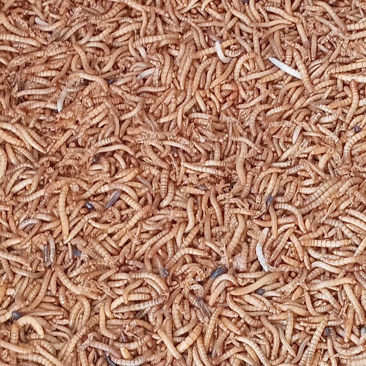 ULAT HONGKONG HIDUP 1 KG KODE 828