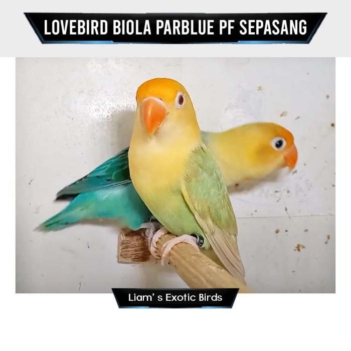 BURUNG LOVEBIRD BIOLA PARBLUE PF MM SEPASANG DEWASA INDUKAN KODE 661