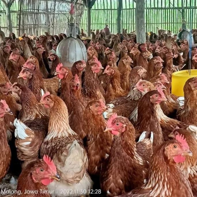 READY AYAM MERAH - AYAM PETELUR AFKIR - AYAM AFKIR - AYAM TELUR AFKIR