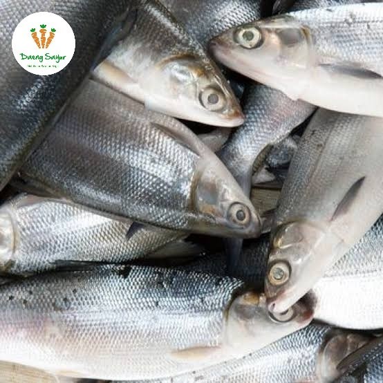 

Ikan Bolu Bandeng Segar - 1 ekor - M