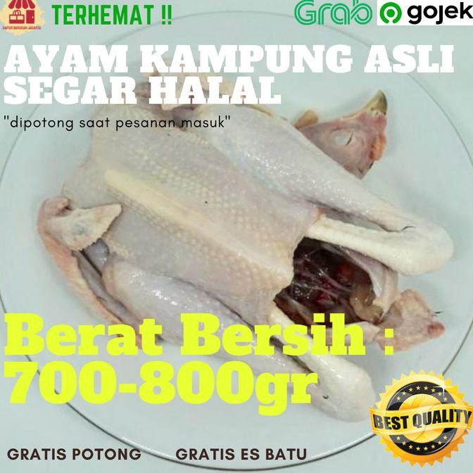 

READY AYAM KAMPUNG ASLI FRESH SEGAR HALAL BERSIH BERKUALITAS (700-800GR)