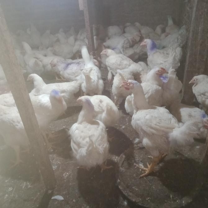 

READY DAGING AYAM PEREN/BROILER TUA DAN BESAR/EKOR 2-3KG
