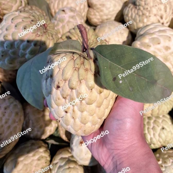

CO BUAH SRIKAYA LOKAL SUPER MATANG POHON