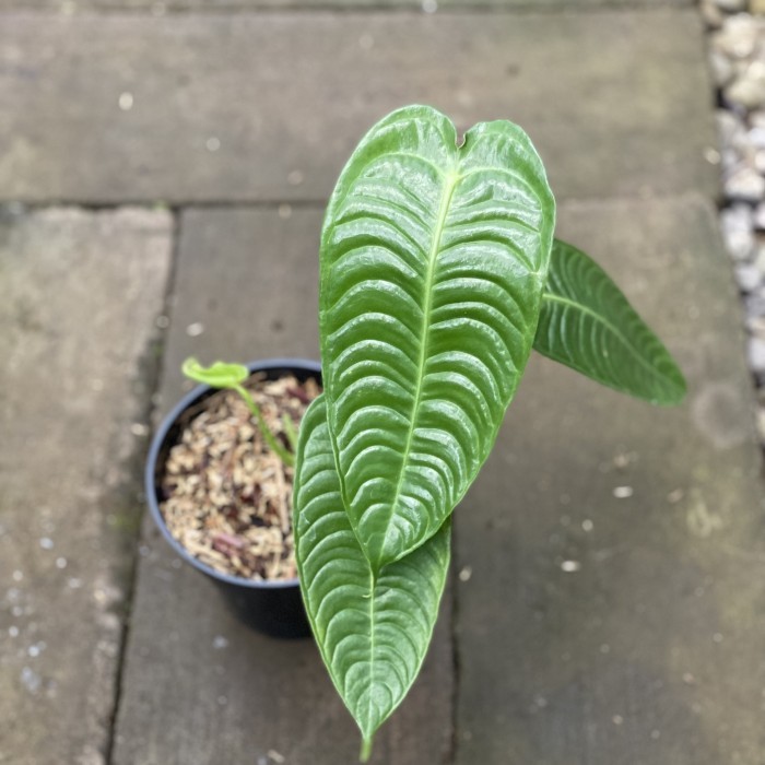 Anthurium Veitchii Super Narrow