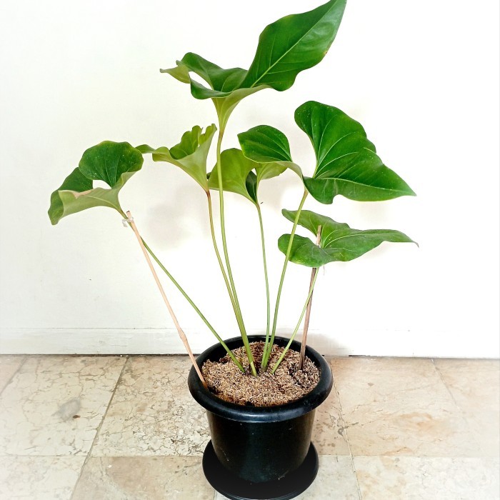 Anthurium Corong Big Size Ukuran Besar - Anthurium Brownii