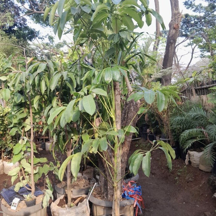 Tanaman hias indoor outdoor walisongo / walisongo daun besar / rimbun