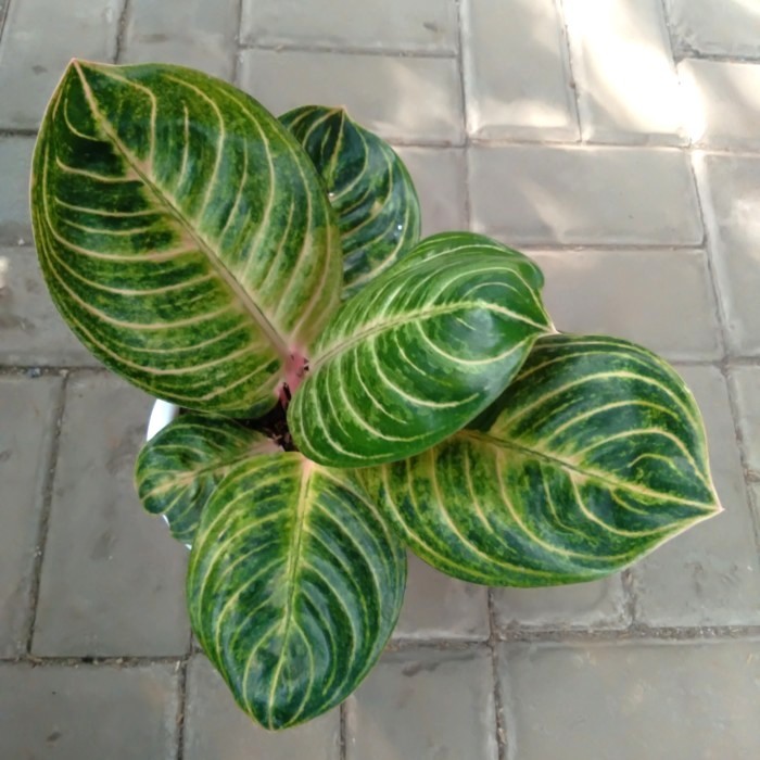 Aglonema Rinjani ASLI Size S baby