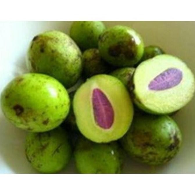 PREMIUM Bibit pohon gandaria / Tanaman buah gandaria / segar