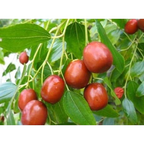 PREMIUM bibit biji tanaman buah bidara china