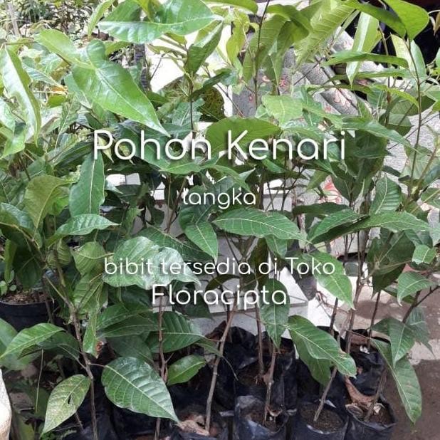 PREMIUM Pohon Kenari Bibit Tanaman Buah Kenari Bumbu Rempah Dapur Herbal