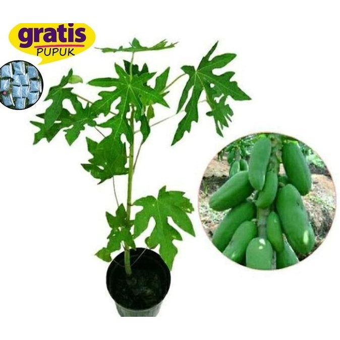 PREMIUM BIBIT TANAMAN BUAH PEPAYA / KATES CALIFORNIA - Pepaya+