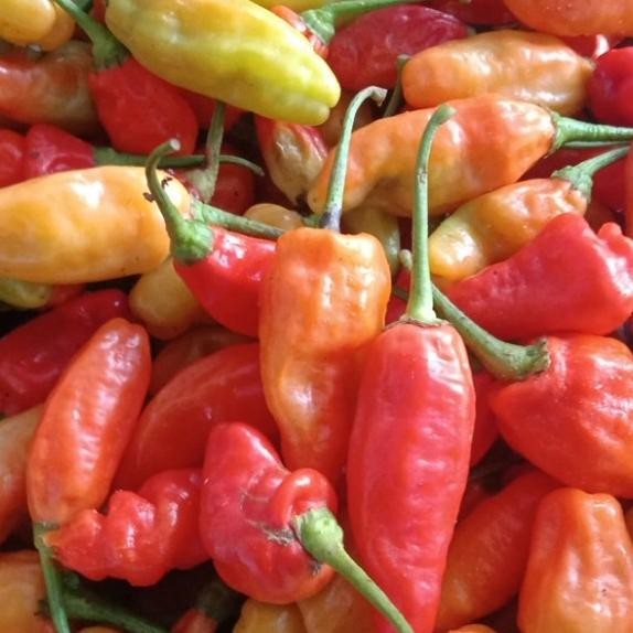 

Cabe Rawit Merah 1G