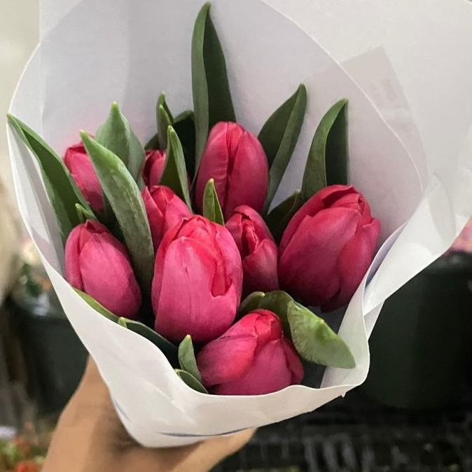 Siap Kirim Bunga Tulip asli satu ikat / Tulip segar