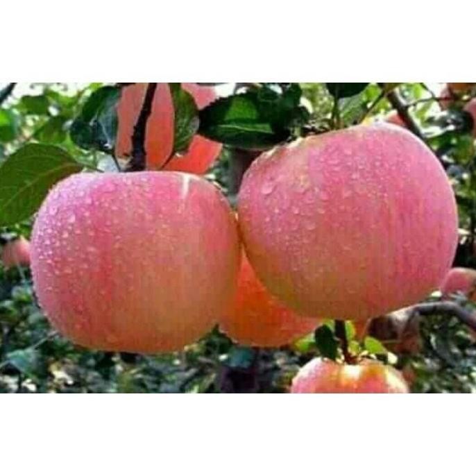 bibit apel fuji okulasi pohon tanaman buah di dalam pot PREMIUM