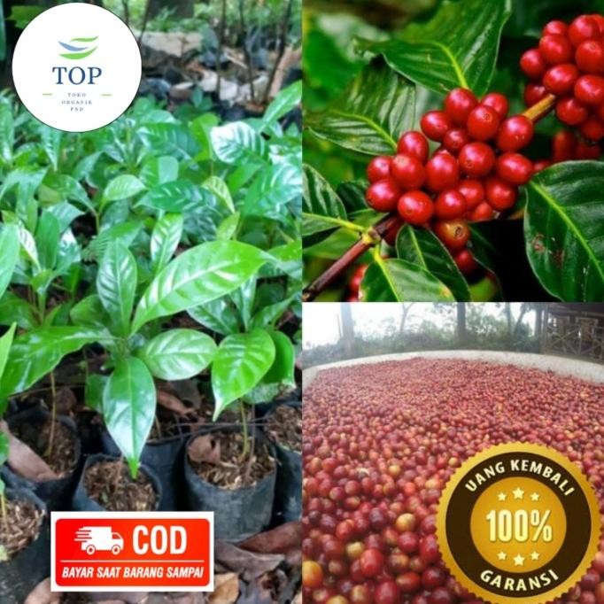 bibit tanaman kopi,tanaman unggul kopi arabika,bibit kopi arabika PREMIUM