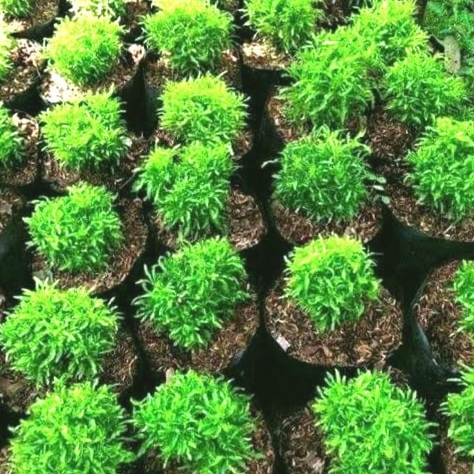 

Tanaman Brokoli Hij Bibit PREMIUM