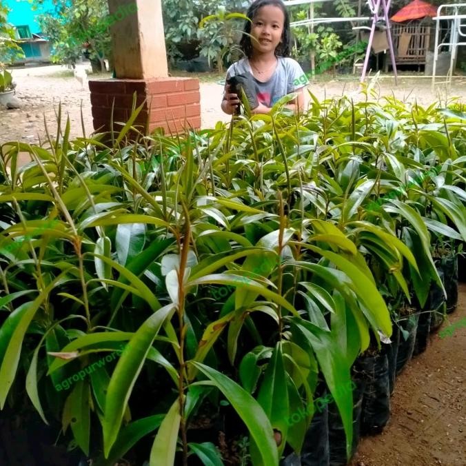 Bibit Tanaman Kayu Hitam Eboni / Black Ebony - Super PREMIUM