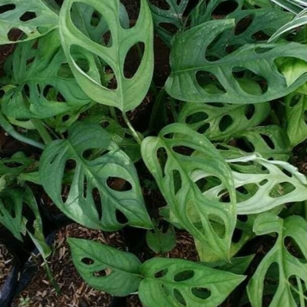 Mtera Janda Bolong JandaBolong Bibit Tanaman Pohon PREMIUM