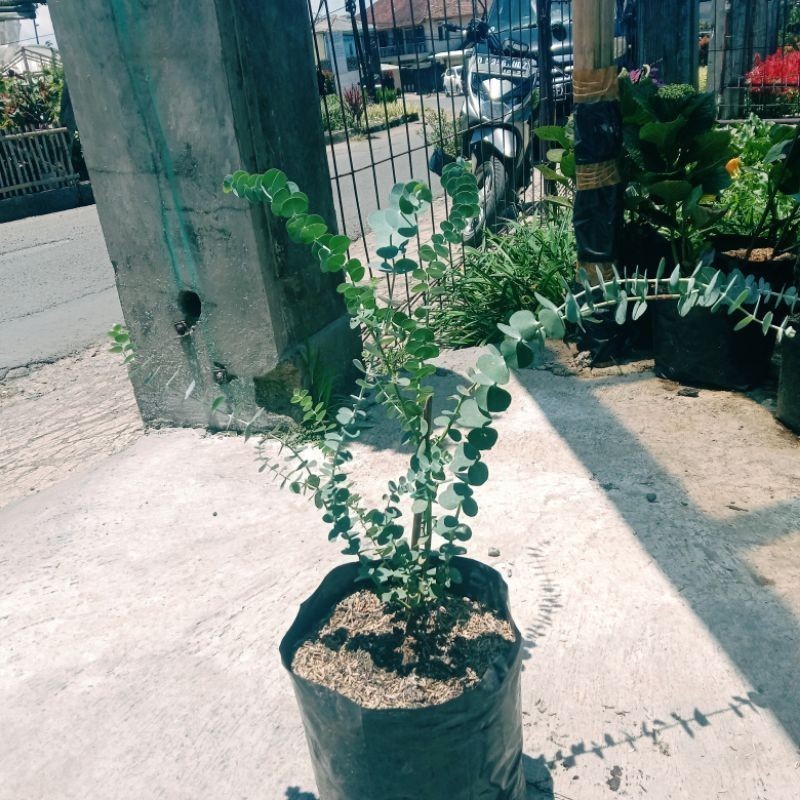 tanaman silver dollar perak Eucalyptus cinerea