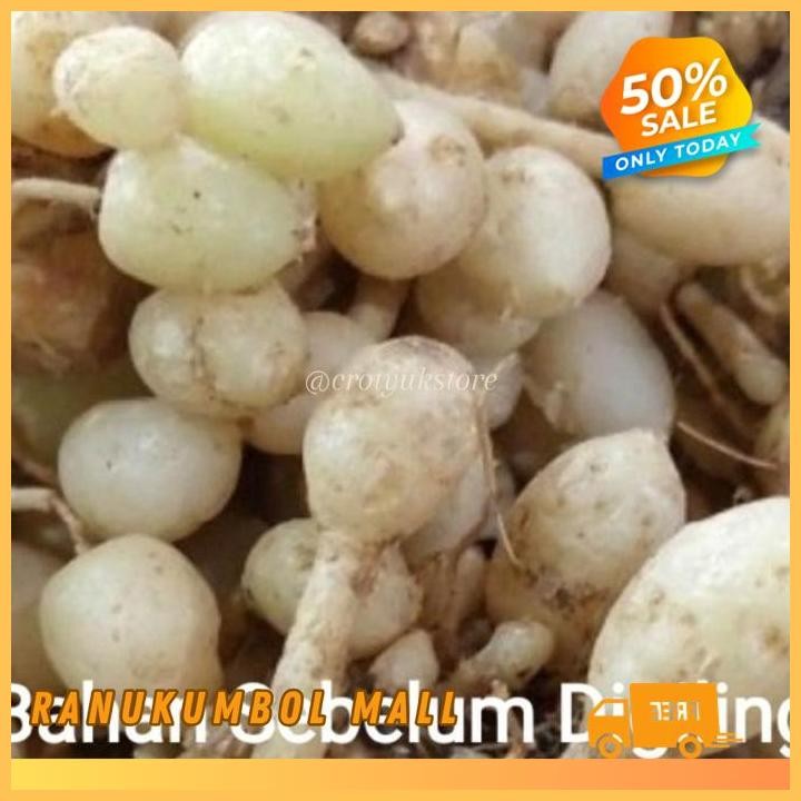 

100GR ORIGINAL 1 TANPA CAMPURAN KUNYIT PUTIH BUBUK RANU KUMBOL MALL DIJAMIN GRATIS ONGKIR!