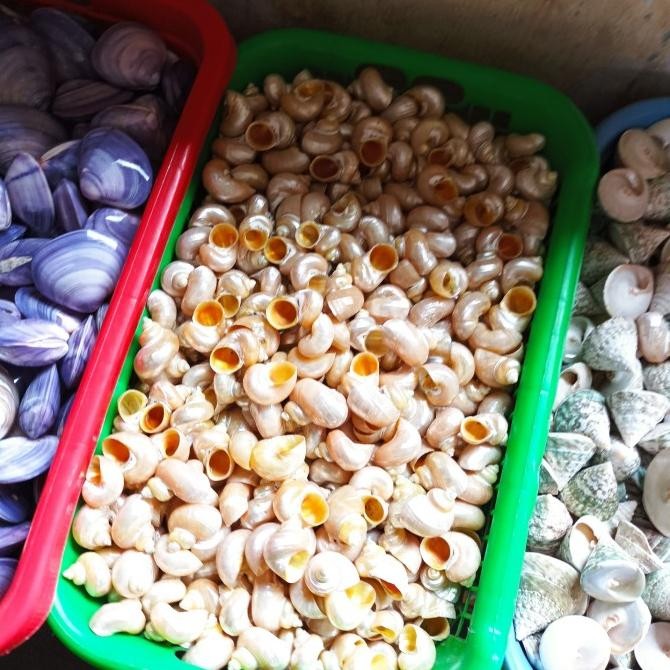 

$$$$] Aneka Jenis kerang laut 2