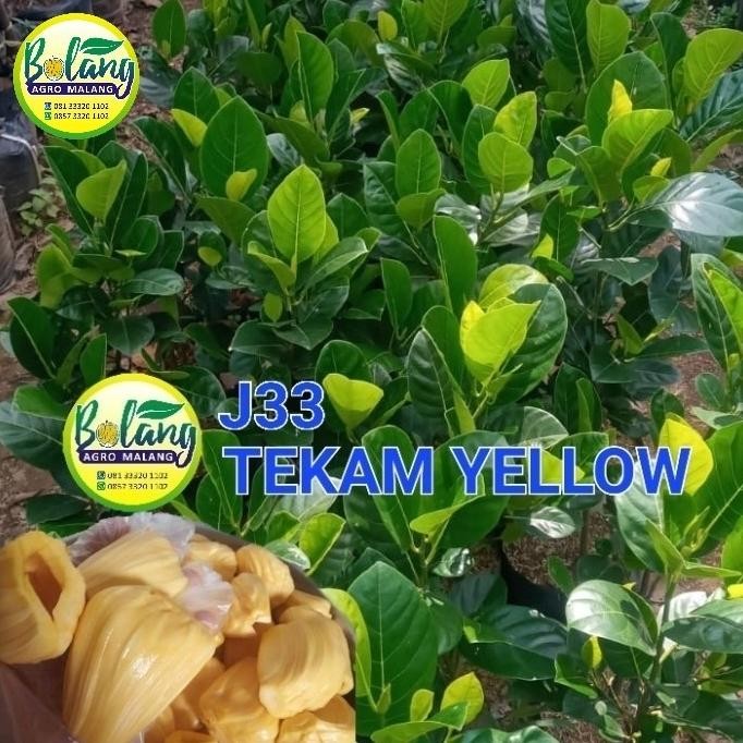 

(Good) nangka j33 okulasi 50 cm