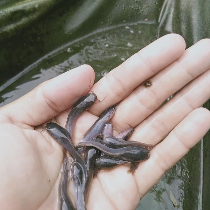 paket bibit lele 1000 ekor ukuran 2-3 cm