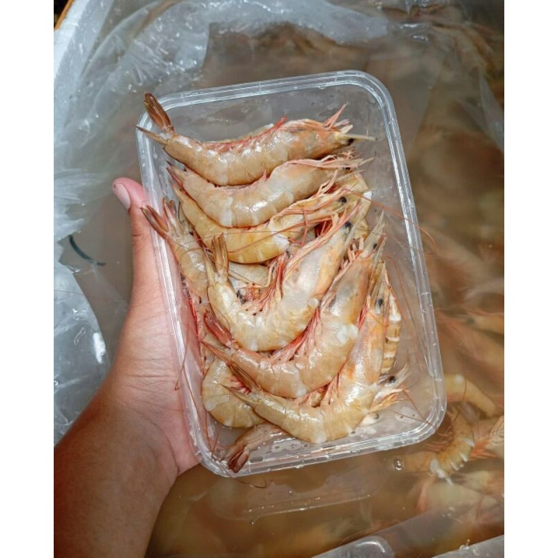 

Udang Dogol
