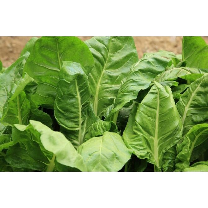 Benih Bibit Biji - Spinach Perpetual Leaf Beet Seeds - IMPORT murah
