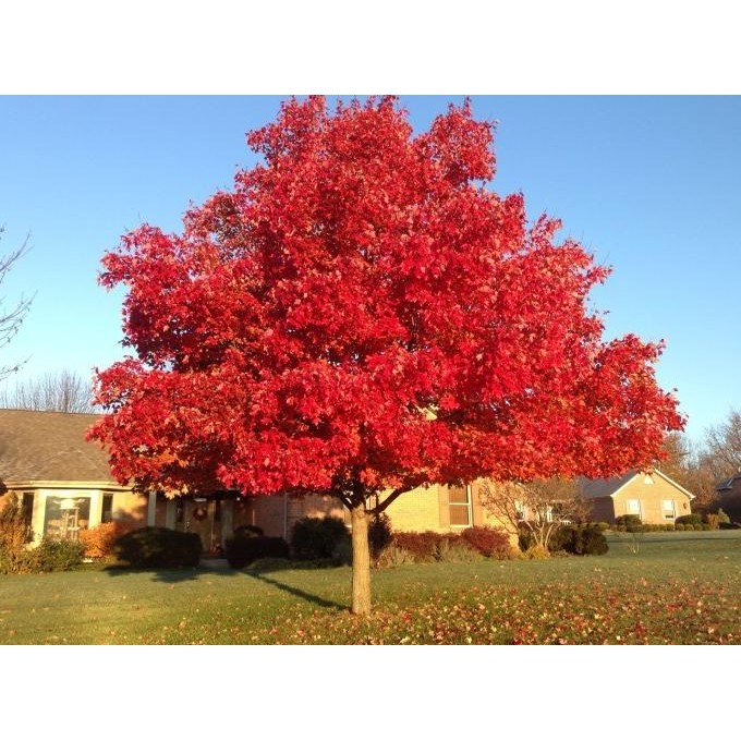 Benih Bibit Biji - American Red Maple / Canadian Maple Tree (Acer rubrum) Pohon Eksotis Seeds - IMPO