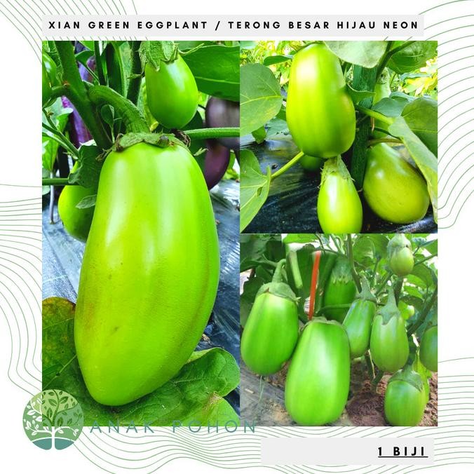 Benih Bibit Biji - Xian Green Eggplant / Terong Besar Hijau Seeds murah