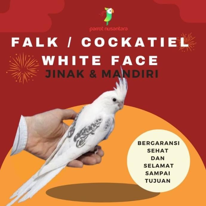 BURUNG PARROT PARKIT AUSTRALIA / FALK COCKATIEL WF WHITE FACE JINAK murah