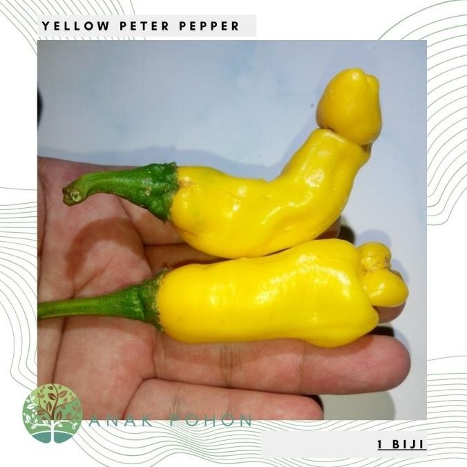 Benih / Bibit / Biji Cabe Porno Yellow Peter Pepper - IMPORT murah