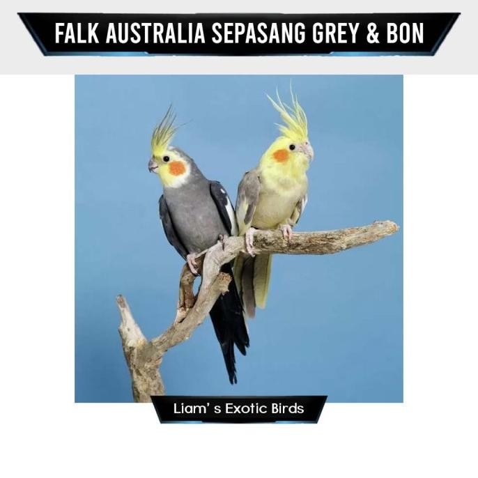 Burung Falk Australia Grey & Yellow Sepasang murah