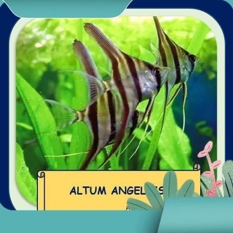 (Good) IKAN HIAS AIR TAWAR - ANGELFISH / MANFISH ALTUM - S (2cm)