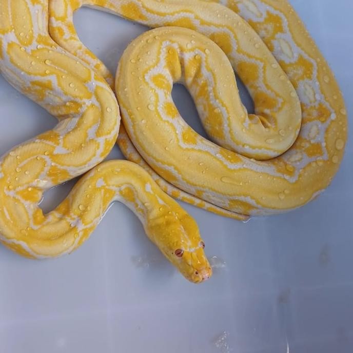 retic tiger albino wp sueper cuiamik gaes