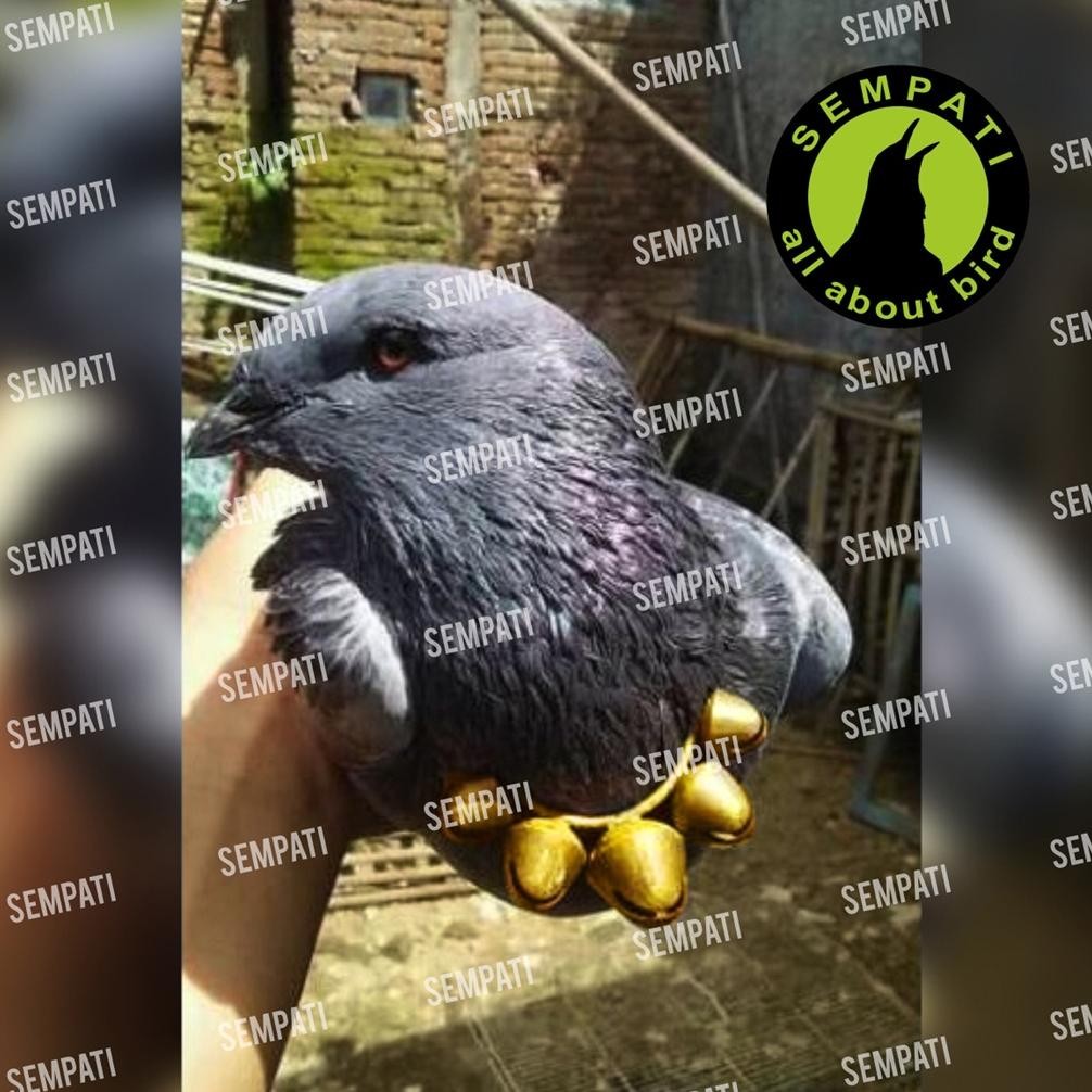 jy-6 SAWANGAN Kalung Burung Merpati Hatong Hotang Burung Dara Bahan Kuningan Asli Sale