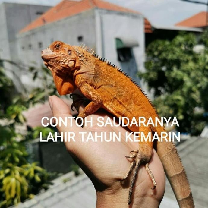 BONEKA BABY RED IGUANA
