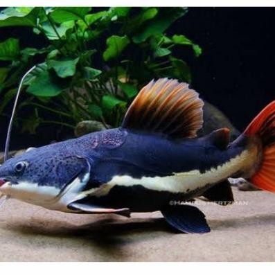ikan Lele RTC amazon size 10cm