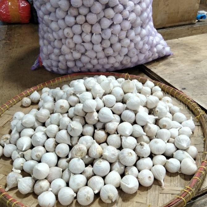 Bawang Putih Tunggal/Bawang Lanang Ukuran Rata Kecil Fresh 500 gr [terbaik]