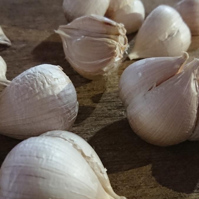 

bawang putih kating murah