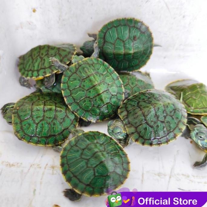 Murah Kura Kura Brazil Res Baby Non COD